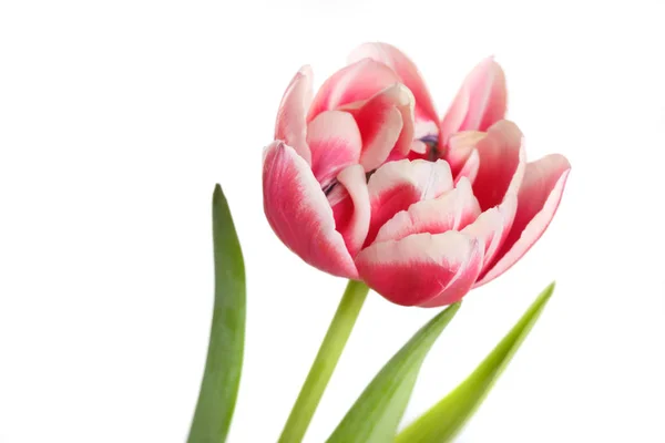 Розовый Тюльпан Белом Фоне — стоковое фото