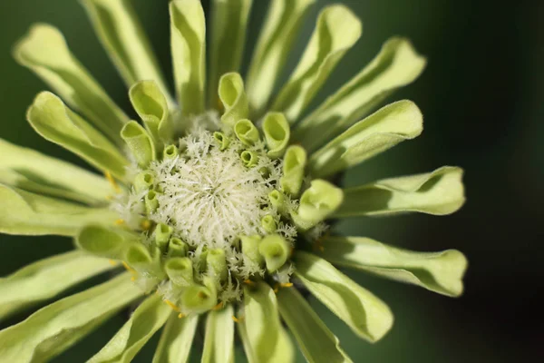 Floraler Hintergrund Eine Blume Von Echinacea Grün Makrofotografie — Stockfoto