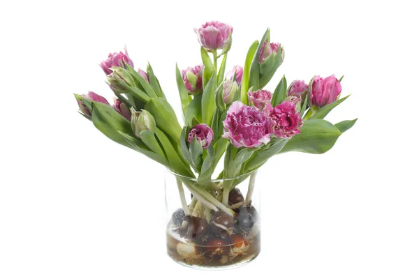 Lilac tulips with bulbs isolated on white background.