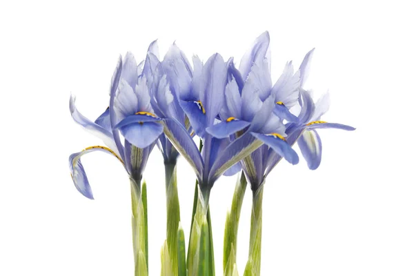 Spring Irises Blue Color Isolated White Background — Stock Photo, Image