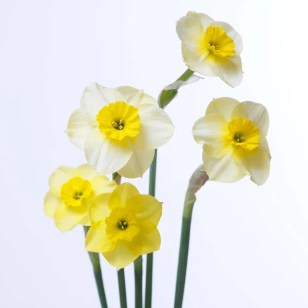Bouquet Daffodils Isolated White Background — Stock Photo, Image