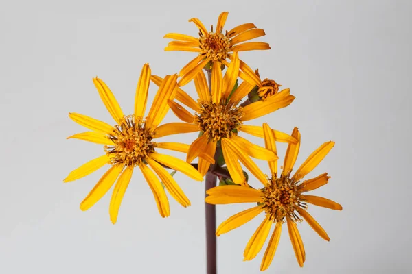 Inflorescence Yellow Flower Ligularia Isolated Gray Background — Stock Photo, Image