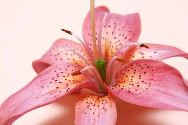 Фрагмент Элегантного Цветка Лилии Нежных Оттенков Лежит Светло Розовом Фоне — стоковое фото