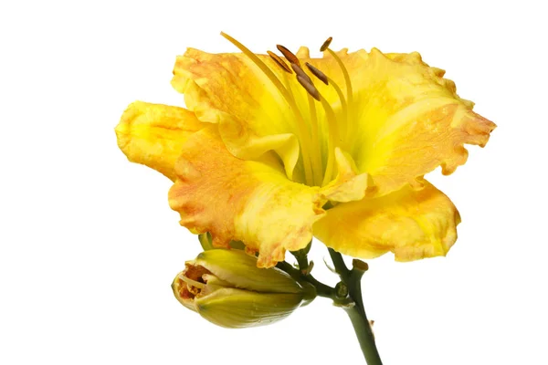 白い背景に孤立した黄色い花のカンゾウ — ストック写真