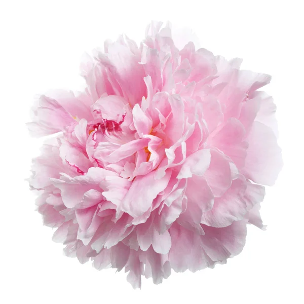 白い背景に分離されて優しくピンク牡丹 — ストック写真