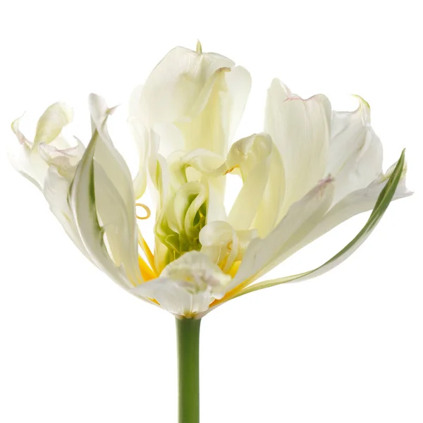 Tulipa Floração Suavemente Amarelo Isolado Fundo Branco — Fotografia de Stock