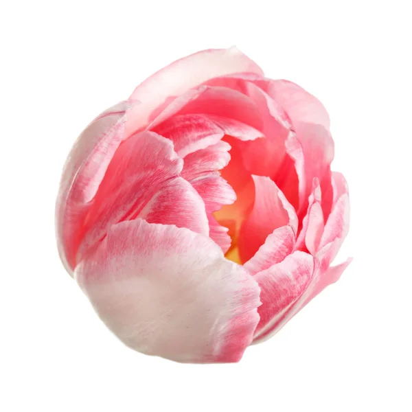 Tulipa Rosa Isolado Fundo Branco — Fotografia de Stock