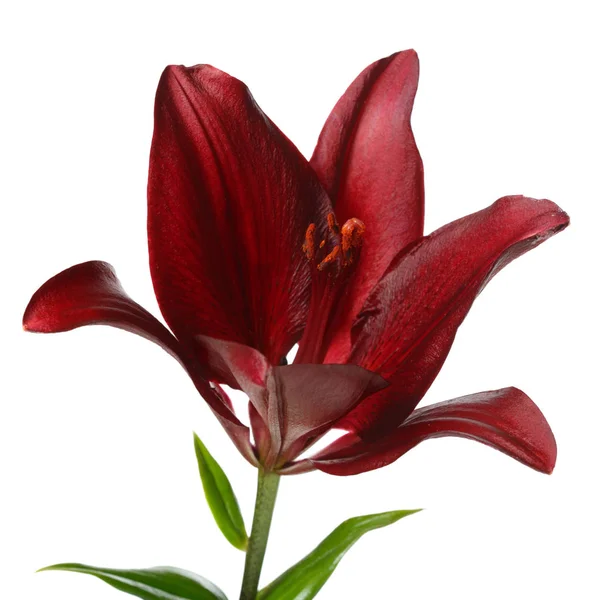 Ένα Λουλούδι Από Σκούρο Κόκκινο Κρίνο Απομονώθηκε Λευκό Φόντο — Φωτογραφία Αρχείου