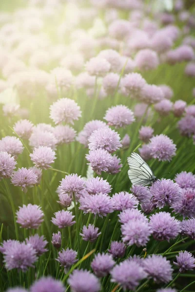 Blossoming Garden Onion Butterflies Flowers — Stock Photo, Image