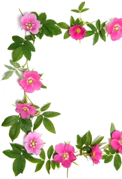 Moldura Flor Retangular Rosa Quadris — Fotografia de Stock