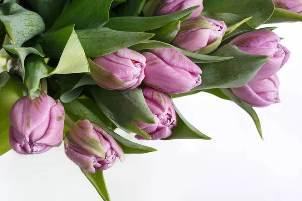 Fragment Eines Straußes Fliederfarbener Tulpen Auf Weißem Hintergrund — Stockfoto