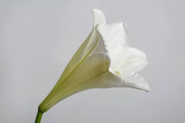 Giglio Bianco Fiore Isolato Sfondo Grigio — Foto Stock