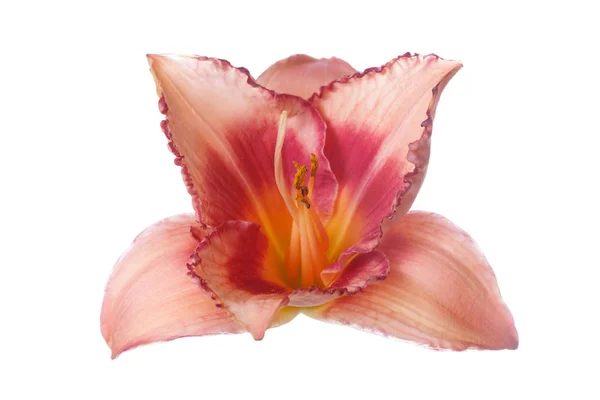 カンゾウの花桃 ピンク色は白の背景に分離 — ストック写真