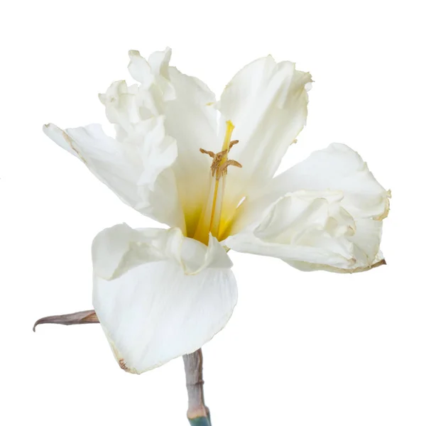 Una Delicada Flor Inusual Narciso Rizo Aislado Sobre Fondo Blanco — Foto de Stock