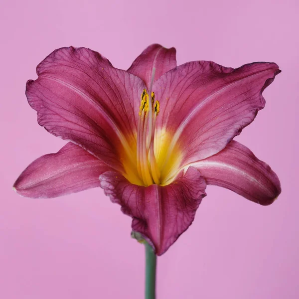 Елегантна Бузкова Квітка Денної Лілії Ізольована Рожевому Фоні — стокове фото