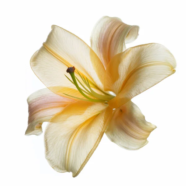 Oranžová Lilie Květiny Izolované Bílém Pozadí — Stock fotografie