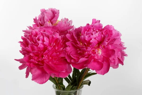 Bouquet of peonies of color magenta isolated on white background.