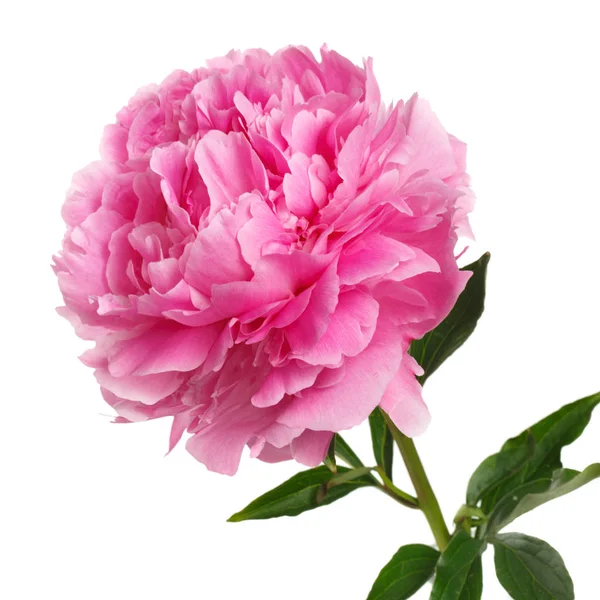 Pink peony isolated on white background.