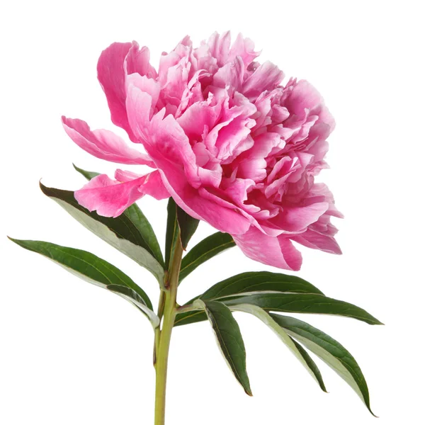 Розовый Пион Белом Фоне — стоковое фото