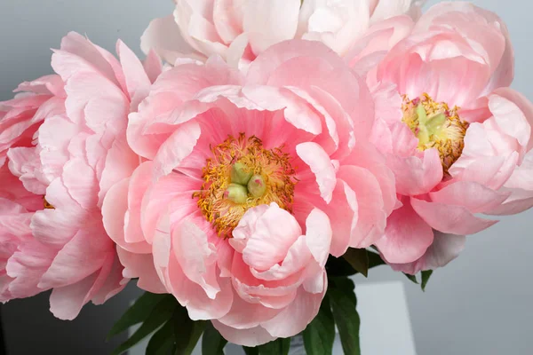 Pembe şakayık bir buket gri bir arka planda izole.