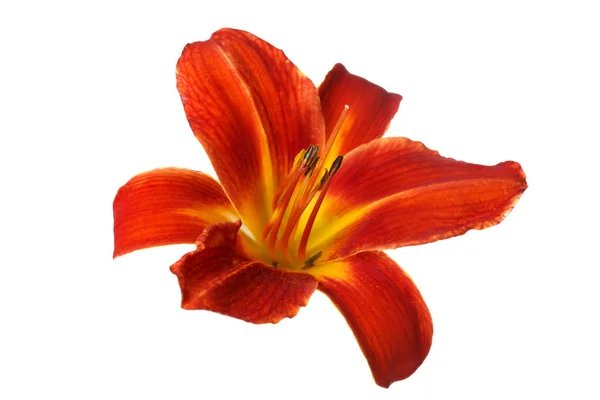 白い背景に分離されたオレンジ色の花カンゾウ — ストック写真