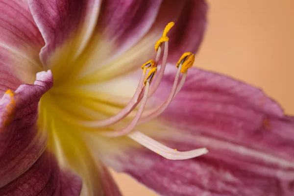 Квітка Бузкової Лілії Жовтим Центром Ізольовані Бежевому Фоні Макрос — стокове фото