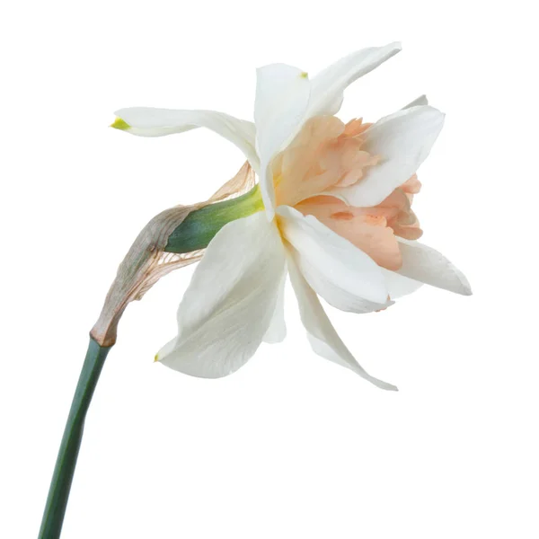 Belle Fleur Jonquille Isolée Sur Fond Blanc — Photo