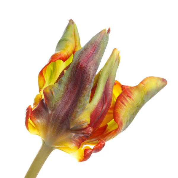 Разноцветный Цветок Тюльпана Белом Фоне — стоковое фото