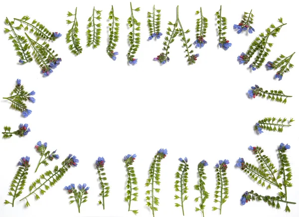 Çiçeklerden yapılmış çiçek çerçevesi Symphytum beyaz bir arka planda desen koydu.