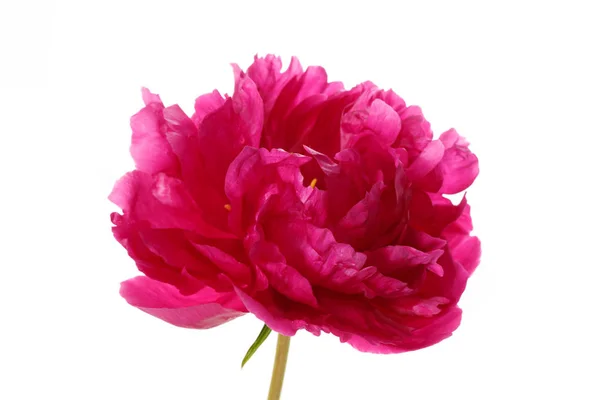 Peonia Magenta Colore Isolato Sfondo Bianco — Foto Stock