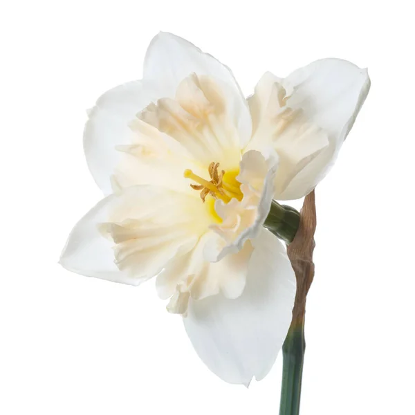 Piękny Kwiat Żonkila Białym Tle — Zdjęcie stockowe