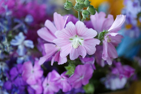 Lilac Rózsaszín Csokor Phlox Mallow — Stock Fotó