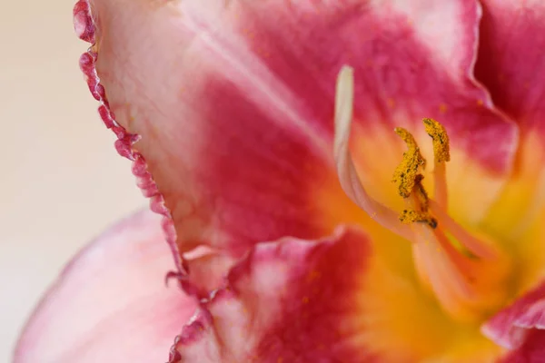 Фрагмент Макрофотографії Кольору Квітки Персикового Рожевого Кольору — стокове фото