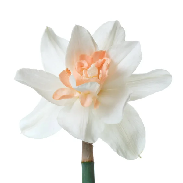 Piękny Kwiat Żonkila Białym Tle — Zdjęcie stockowe