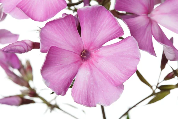 Rosa Phlox Blüten Isoliert Auf Weißem Hintergrund — Stockfoto