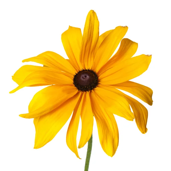 Fleur Rudbeckia Jaune Isolée Sur Fond Blanc — Photo