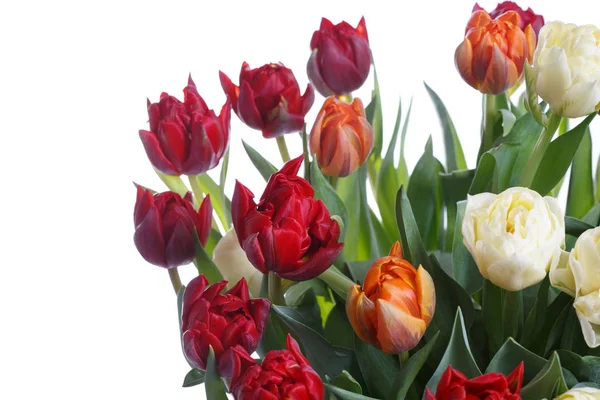 Strauß Von Bunten Tulpen Isoliert Auf Weißem Hintergrund — Stockfoto