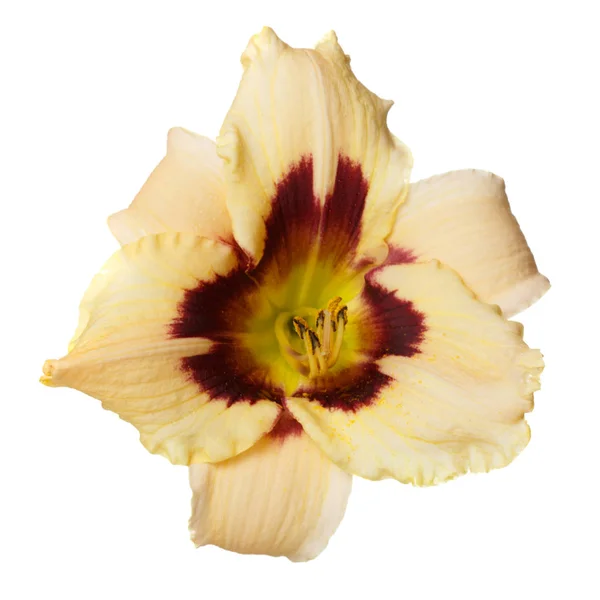 Květinová Lilie Izolovaná Bílém Pozadí — Stock fotografie