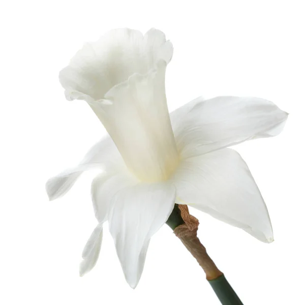 Een Narcisbloem Geïsoleerd Witte Achtergrond — Stockfoto