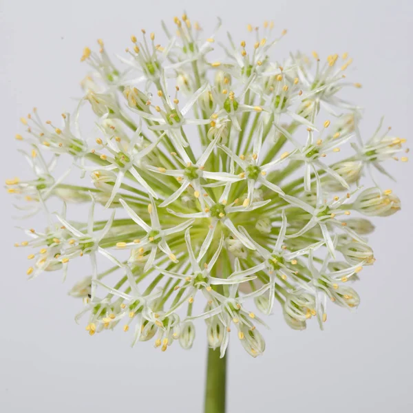 灰色の背景に分離された花の装飾的な弓 — ストック写真