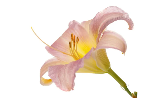 Gently Pink Flower Daylily Isolated White Background — Stock Photo, Image