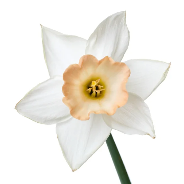 Kwiat Żonkil Delikatnym Beżowym Centrum Wyizolowanym Białym Tle — Zdjęcie stockowe