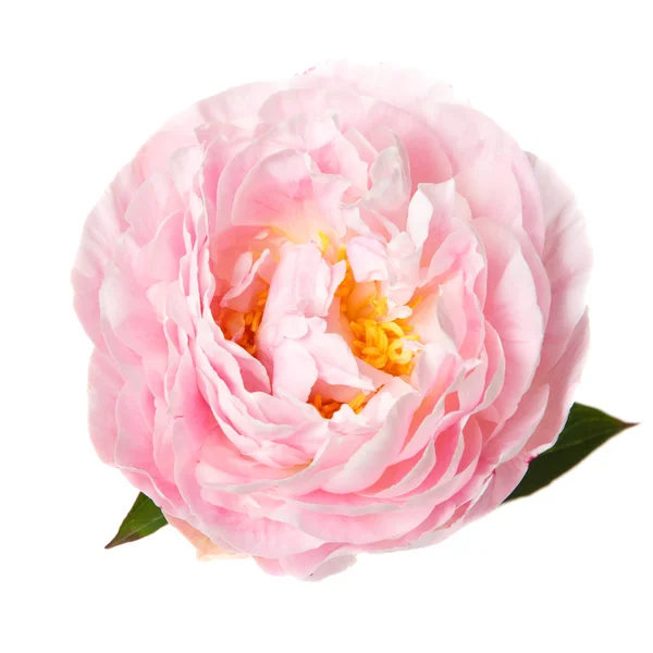 Pink Rózsás Pünkösdi Rózsa Izolált Fehér Háttér — Stock Fotó