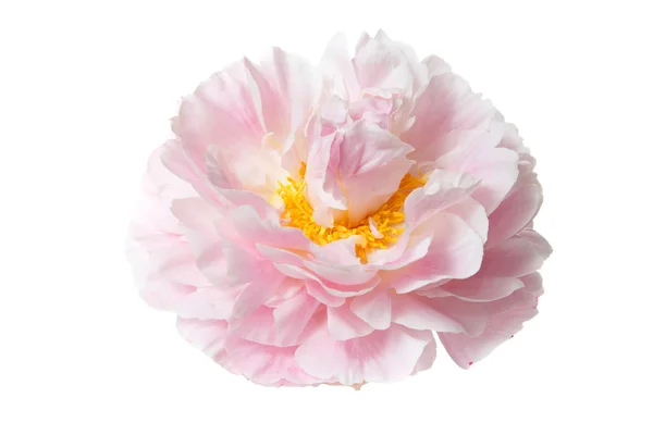 Pivoine Rose Douce Isolée Sur Fond Blanc — Photo