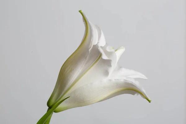 Terry white lily flower isolated on gray background.