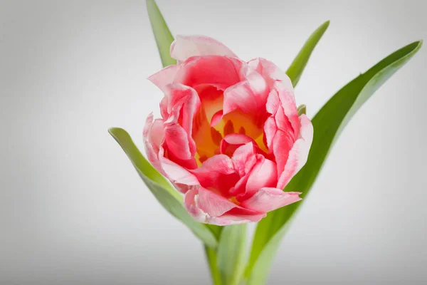 Pink Tulip Isolated Gray Background Royalty Free Stock Images