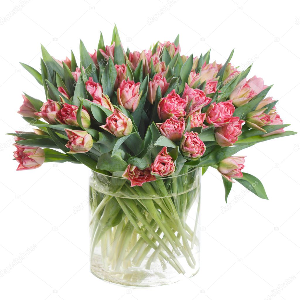 A large bouquet of pink tulips isolated on a white background.