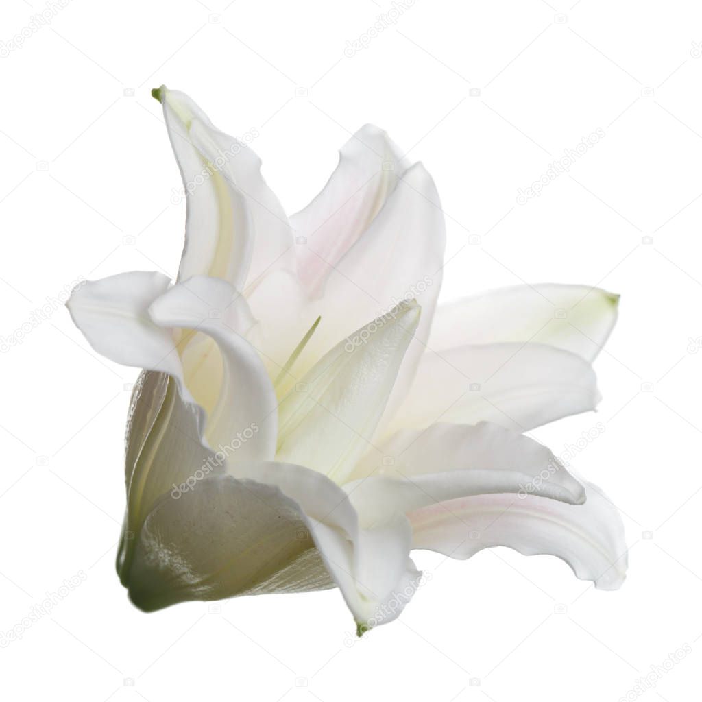Terry white lily flower isolated.