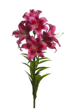 Zambak buket beyaz arka planda izole şarap kırmızı çiçekler.