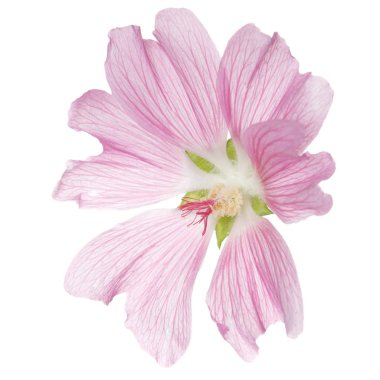 Pink mallow flower isolated on white background. clipart